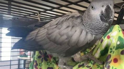 african grey chanel|Chanel the parrot found.